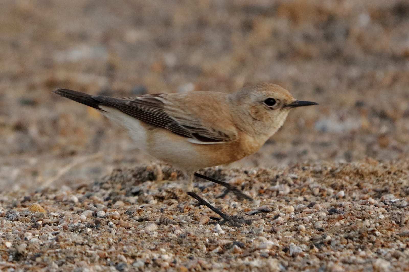 Bluethroat bird on the ground